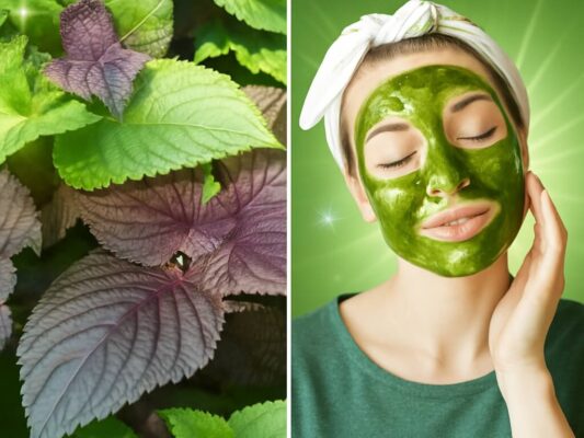 Mặt nạ lá tía tô trị nám tại nhà - cách trị nám tại nhà