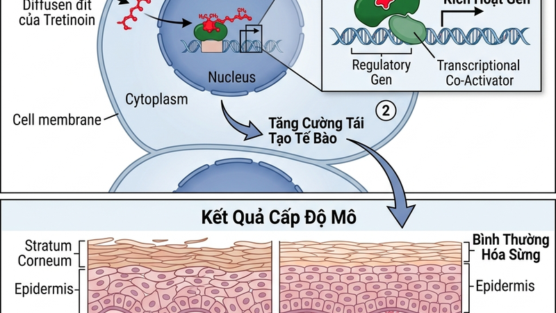 Cơ chế tretinoin hoạt động